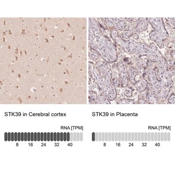 Anti-STK39 antibody produced in rabbit Prestige Antibodies® Powered by Atlas Antibodies, affinity isolated antibody, buffered aqueous glycerol solution