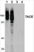 Anti-TACE antibody produced in rabbit affinity isolated antibody, buffered aqueous solution