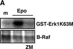 Anti-B-Raf Antibody Upstate®, from rabbit