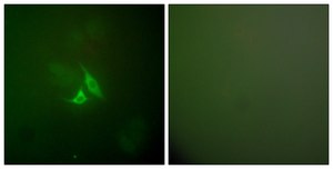 Anti-COX2 antibody produced in rabbit affinity isolated antibody