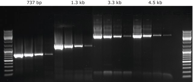 KAPA LongRange HotStart ReadyMix&#8482;, suitable for PCR, with dye