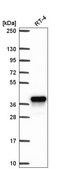 Anti-AKR1C1 antibody produced in rabbit Prestige Antibodies® Powered by Atlas Antibodies, affinity isolated antibody