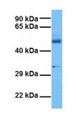 Anti-KCNN4 antibody produced in rabbit affinity isolated antibody