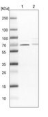 Anti-CDK5RAP3 antibody produced in rabbit Prestige Antibodies® Powered by Atlas Antibodies, affinity isolated antibody, buffered aqueous glycerol solution, Ab2
