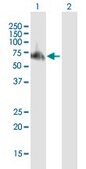 Anti-TRAF6 antibody produced in mouse purified immunoglobulin, buffered aqueous solution