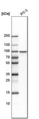 Anti-HSF1 antibody produced in rabbit Prestige Antibodies® Powered by Atlas Antibodies, affinity isolated antibody, buffered aqueous glycerol solution