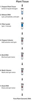 GenElute&#8482; 植物基因组 DNA 微量制备试剂盒 sufficient for 70&#160;purifications