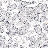 Anti-TFE3 antibody produced in mouse Prestige Antibodies® Powered by Atlas Antibodies, clone CL12810, purified by using Protein A, buffered aqueous glycerol solution