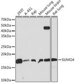 Anti-SUMO4 Antibody, clone 7X3V7, Rabbit Monoclonal