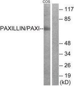 Anti-Paxillin antibody produced in rabbit affinity isolated antibody
