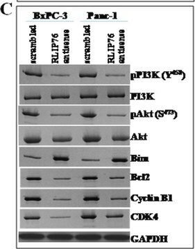 Anti-phospho-Akt1/PKBα (Ser473) Antibody, clone SK703, rabbit monoclonal clone SK703, Upstate®, from rabbit
