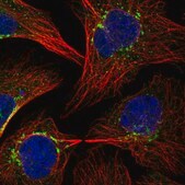 Anti-COPB1 antibody produced in rabbit Prestige Antibodies® Powered by Atlas Antibodies, affinity isolated antibody, buffered aqueous glycerol solution