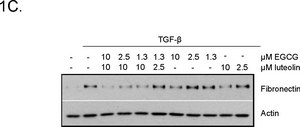 Anti-Actin, α-Smooth Muscle antibody, Mouse monoclonal clone 1A4, purified from hybridoma cell culture