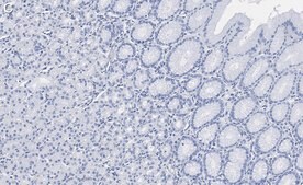 Anti-GSDMD Antibody, clone 1D11 ZooMAb® Rabbit Monoclonal recombinant, expressed in HEK 293 cells