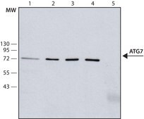 抗-Atg7抗体，小鼠单克隆 clone ATG7-13, purified from hybridoma cell culture