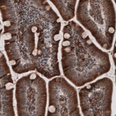 Monoclonal Anti-PDIA3 antibody produced in mouse Prestige Antibodies® Powered by Atlas Antibodies, clone CL2446, purified immunoglobulin, buffered aqueous glycerol solution