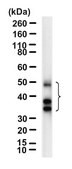 Anti-TCF7/TCF1 Antibody, clone 1H9 ZooMAb® Rabbit Monoclonal recombinant, expressed in HEK 293 cells