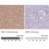 Anti-DBN1 antibody produced in rabbit Prestige Antibodies® Powered by Atlas Antibodies, affinity isolated antibody, buffered aqueous glycerol solution