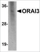 Monoclonal Anti-ORAI3 antibody produced in mouse clone 2H2G9, purified immunoglobulin, buffered aqueous solution