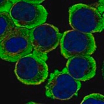 Anti-RAPGEF2 antibody produced in rabbit Prestige Antibodies® Powered by Atlas Antibodies, affinity isolated antibody, buffered aqueous glycerol solution