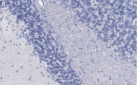 Anti-MAG Antibody, clone 513 ZooMAb® Mouse Monoclonal recombinant, expressed in HEK 293 cells