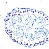 Anti-PCNA antibody produced in rabbit