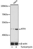 Anti-ATF4 antibody produced in rabbit