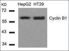 抗 CCNB1 (Ab-147) 兔抗 affinity isolated antibody