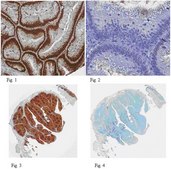 Anti-PCNA Antibody, clone PC10 clone PC10, from mouse