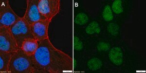 Anti-Cdc25A Antibody, clone 1M11 ZooMAb® Rabbit Monoclonal recombinant, expressed in HEK 293 cells