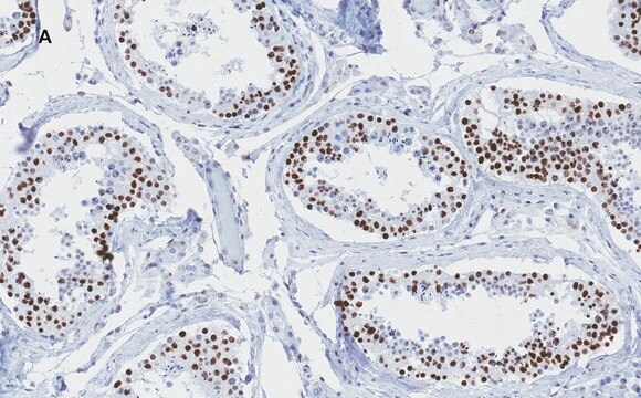 Anti-phospho-Histone H2A.X (Ser139) Antibody, clone 6L16, ZooMAb&#174; Rabbit Monoclonal recombinant, expressed in HEK 293 cells