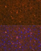 Anti-Apolipoprotein A2 Antibody, clone 5F7U1, Rabbit Monoclonal