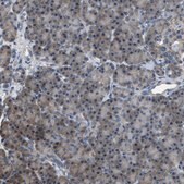 Anti-PDCD5 antibody produced in rabbit Prestige Antibodies® Powered by Atlas Antibodies, affinity isolated antibody, buffered aqueous glycerol solution
