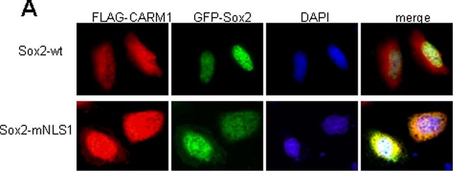 Anti-Sox2 Antibody Chemicon®, from rabbit
