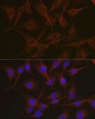 Anti- Notch1 antibody produced in rabbit