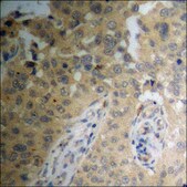 Anti-phospho-MYPT1 (pThr853) antibody produced in rabbit affinity isolated antibody