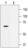 Anti-Potassium Channel SK2 antibody produced in rabbit affinity isolated antibody, lyophilized powder