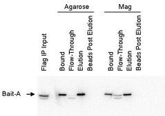 抗-FLAG® M2磁珠 affinity isolated antibody