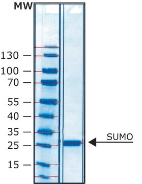SUMO蛋白酶 His tagged recombinant protein, lyophilized powder