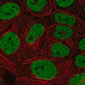 Anti-PBRM1 antibody produced in rabbit Prestige Antibodies® Powered by Atlas Antibodies, affinity isolated antibody