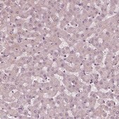 Anti-GAL antibody produced in rabbit Prestige Antibodies® Powered by Atlas Antibodies, affinity isolated antibody, buffered aqueous glycerol solution