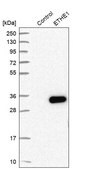 Anti-ETHE1 antibody produced in rabbit Prestige Antibodies® Powered by Atlas Antibodies, affinity isolated antibody, buffered aqueous glycerol solution, ab1