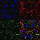 Monoclonal Anti-HSP70-R-Phycoerythrin antibody produced in mouse clone 1H11