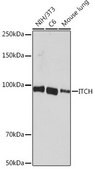 Anti- ITCH antibody produced in rabbit