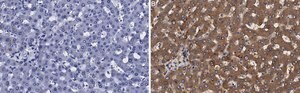 Anti-Transferrin Antibody, clone 2B8 , ZooMAb® Rabbit Monoclonal recombinant, expressed in HEK 293 cells
