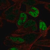 Anti-MYOG antibody produced in rabbit Prestige Antibodies® Powered by Atlas Antibodies, affinity isolated antibody
