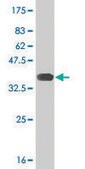 ANTI-RUNX2 antibody produced in mouse clone 6E1, purified immunoglobulin, buffered aqueous solution