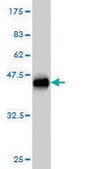 Monoclonal Anti-DDEF1 antibody produced in mouse clone 2G7, purified immunoglobulin, buffered aqueous solution