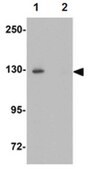 Anti-EPAC2 Antibody from rabbit, purified by affinity chromatography