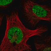 Anti-SAFB antibody produced in rabbit Prestige Antibodies® Powered by Atlas Antibodies, affinity isolated antibody, buffered aqueous glycerol solution